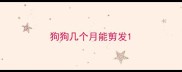 狗狗几个月能剪发