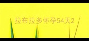 拉布拉多怀孕54天