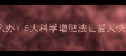 拉布拉多瘦弱怎么办5大科学增肥法让爱犬快速恢复健康体重