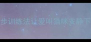 猫咪叫闹怎么办5步训练法让爱叫猫咪安静下来附实操指南
