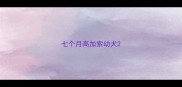 七个月高加索幼犬