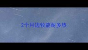 2个月边牧能耐多热