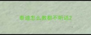 泰迪怎么教都不听话