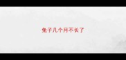 兔子几个月不长了