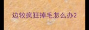 边牧疯狂掉毛怎么办