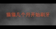 猫猫几个月开始刷牙