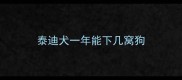 泰迪犬一年能下几窝狗