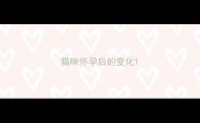 猫咪怀孕后的变化