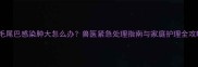 金毛尾巴感染肿大怎么办兽医紧急处理指南与家庭护理全攻略