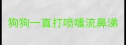 狗狗一直打喷嚏流鼻涕