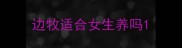 边牧适合女生养吗