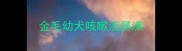 金毛幼犬咳嗽流鼻涕