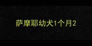萨摩耶幼犬1个月