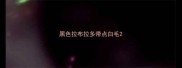 黑色拉布拉多带点白毛