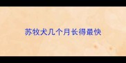 苏牧犬几个月长得最快