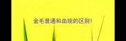 金毛普通和血统的区别