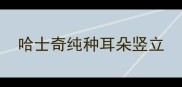 哈士奇纯种耳朵竖立