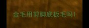 金毛用剪脚底板毛吗