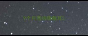 9个月雪纳瑞裁耳