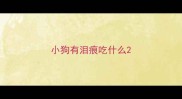 小狗有泪痕吃什么
