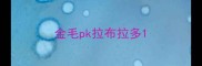 金毛pk拉布拉多