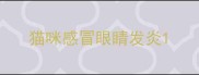 猫咪感冒眼睛发炎