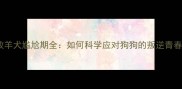 边境牧羊犬尴尬期全如何科学应对狗狗的叛逆青春期