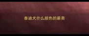 泰迪犬什么颜色的最贵