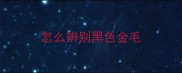 怎么辨别黑色金毛